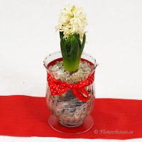 Fröken hyacint - Julblommor - Skicka blommor